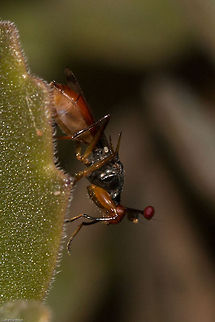Stalk-eyed fly (Diopsis) Still working on a species. One of the strangest things I have ever seen! Geotagged,South Africa,Spring,diopsis,flies,insects,south africa,stalk-eyed flies