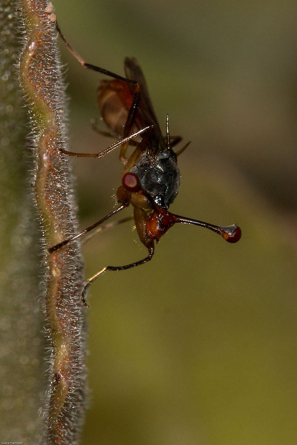 Stalk-eyed fly front view  Geotagged,South Africa,Spring,diopsis,flies,insects,south africa,stalk-eyed flies