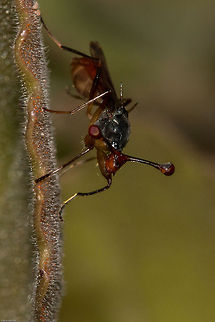 Stalk-eyed fly front view  Geotagged,South Africa,Spring,diopsis,flies,insects,south africa,stalk-eyed flies