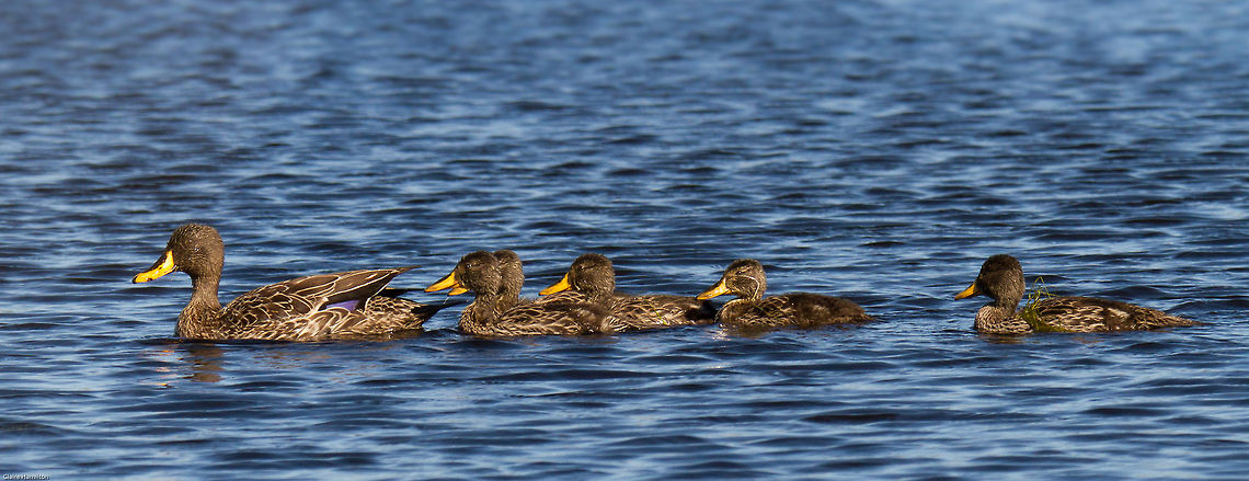 Yellow-billed duck with ducklings This mum has been very protective of her babies, keeping them hidden for weeks in the reeds. Today was their first day on the open water, what a delight! Anas undulata,Geotagged,South Africa,Spring,birds,ducks,south africa,water birds,yellow-billed duck