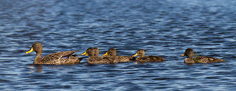Yellow-billed duck with ducklings This mum has been very protective of her babies, keeping them hidden for weeks in the reeds. Today was their first day on the open water, what a delight! Anas undulata,Geotagged,South Africa,Spring,birds,ducks,south africa,water birds,yellow-billed duck