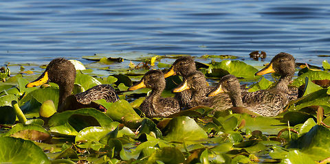 Yellow-billed ducks - such proud parent!  Anas undulata,Geotagged,South Africa,Spring,birds,ducks,south africa,water birds,yellow-billed duck