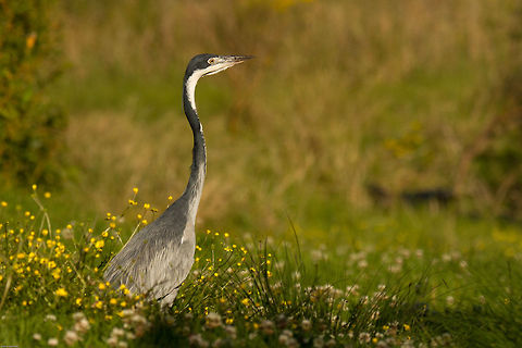 Black-headed heron Just managed to capture him before he flew off! Ardea melanocephala,Geotagged,South Africa,Spring,birds,black-headed heron,herons,south africa,water birds
