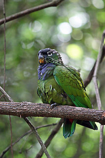 Maximillion parrot I think the name Maximillion sounds much nicer than 'scaly-headed'!
Found this photo in my archives and realised we don't actually have a photo of one of these. Not the best technically, perhaps one day I will take another one..if I can find it! Geotagged,Pionus maximiliani,Scaly-headed parrot,South Africa,Spring,birds,maximillion parrot,parrots,pionus parrots