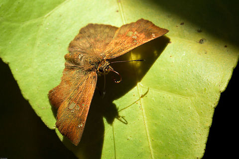 Southern rufous-winged flat Possibly not the prettiest of butterflies but I love its deep bronze colour Eagris nottoana,Geotagged,South Africa,Spring,butterflies,eagris nottoana Knysna,insects,rufous winged flat,south africa,southern rufous-winged flat