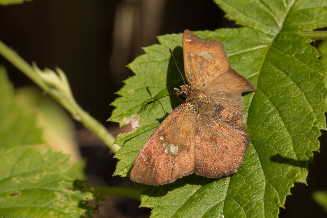 Southern Rufous-winged flat, another view Eagris nottoana Knysna is the exact species, found here along the Western Cape Eagris nottoana,Geotagged,South Africa,Spring,butterflies,eagris nottoana Knysna,insects,rufous-winged flat,southern rufous-winged flat