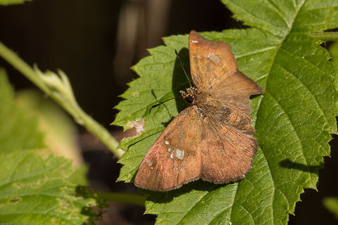 Southern Rufous-winged flat, another view Eagris nottoana Knysna is the exact species, found here along the Western Cape Eagris nottoana,Geotagged,South Africa,Spring,butterflies,eagris nottoana Knysna,insects,rufous-winged flat,southern rufous-winged flat