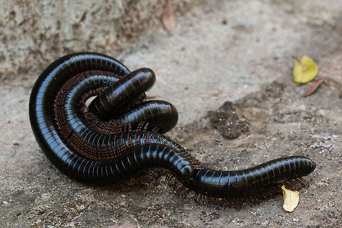 Doratogonus rugifrons