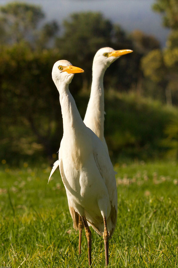 The incredible double headed egret These egrets were surprisingly tame and very, very curious. They even started following us as we moved off! Bulubucus ibis,Geotagged,South Africa,Spring,birds,cattle egret,egrets,south africa
