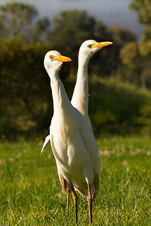 The incredible double headed egret These egrets were surprisingly tame and very, very curious. They even started following us as we moved off! Bulubucus ibis,Geotagged,South Africa,Spring,birds,cattle egret,egrets,south africa