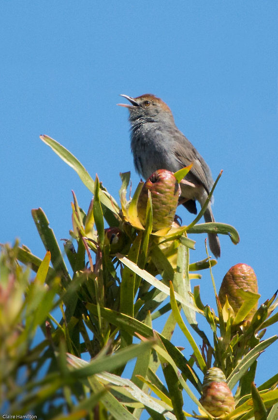 Nedicky What an awesome name! (Shame about the photo!) Cisticola fulvicapilla,Geotagged,Neddicky,South Africa,birds,cisticolas,south africa