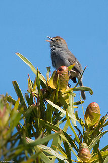 Nedicky What an awesome name! (Shame about the photo!) Cisticola fulvicapilla,Geotagged,Neddicky,South Africa,birds,cisticolas,south africa