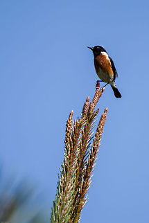 african_stonechat  African Stonechat,Geotagged,Saxicola torquatus,South Africa,Spring