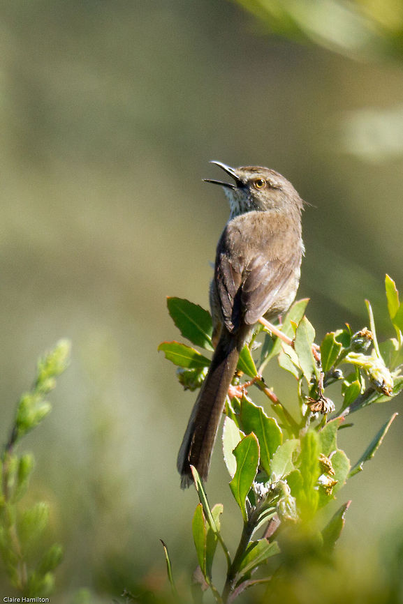 Karoo (or Spotted) prinia Found in amongst the fynbos, an absolute haven for birds! Geotagged,Karoo Prinia,Prinia maculosa,South Africa,birds,prinias,south africa