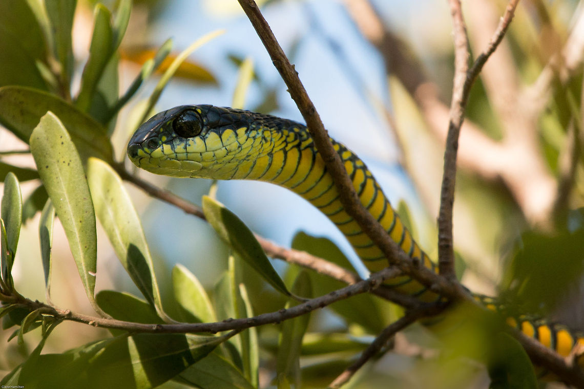 Boomslang (male) One of Africas most deadly snakes, delivering a lethal dose of hemotoxin which fortunately is slow acting, therefore giving a human victim time to seek the anti-venom. Having said this, these are very shy snakes and will only bite if cornered of if you try to catch them. This little beauty I found in a tree on my driveway after investigating the commotion the birds were making. pretty awesome I think!<br />
This one was quite small, roughly a metre long. Dispholidus typus,South Africa,boomslang,reptiles,snakes