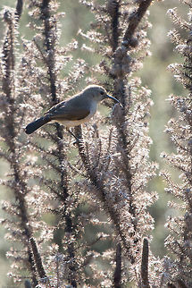Female double-collared sunbird  Cinnyris chalybeus,Geotagged,South Africa,Southern Double-collared Sunbird,birds,south africa,sunbirds