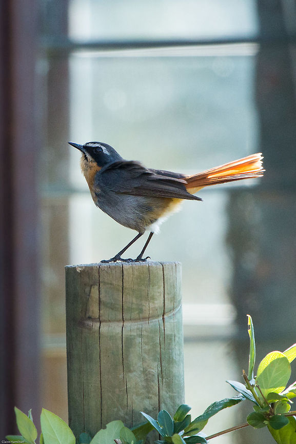 Cape robin-chat This little fellow was singing its heart out outside my friends window, such a joy! Cossypha caffra,Geotagged,South Africa,birds,cape robin-chat,robin chats,south africa