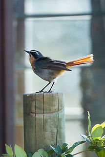 Cape robin-chat This little fellow was singing its heart out outside my friends window, such a joy! Cossypha caffra,Geotagged,South Africa,birds,cape robin-chat,robin chats,south africa