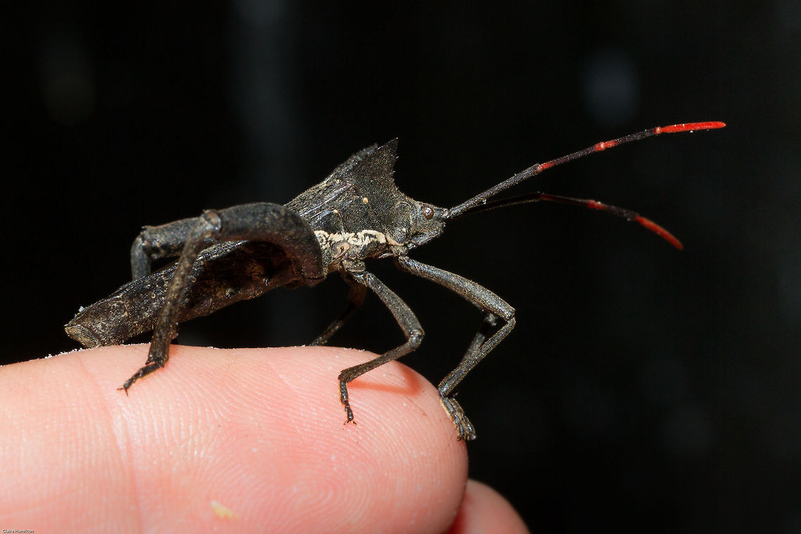 Twig wilter Please excuse the fingers, a friend brought me this in a plastic container so I just wanted to get a few shots before I released it. Did not do this outside as they fly, plus it was really windy. What an awesome insect though! Coreidae,Coreoidea,Elasmopoda valga,Geotagged,South Africa,Spring,insects,south africa,twig wilters