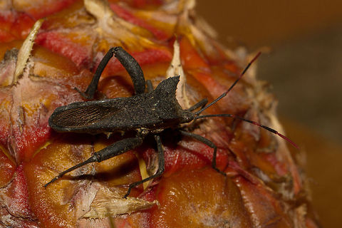 Twig wilter (top view) Its sitting on a pineapple. Coreidae,Coreoidea,Elasmopoda valga,Geotagged,South Africa,Spring,insects,south africa,twig wilters