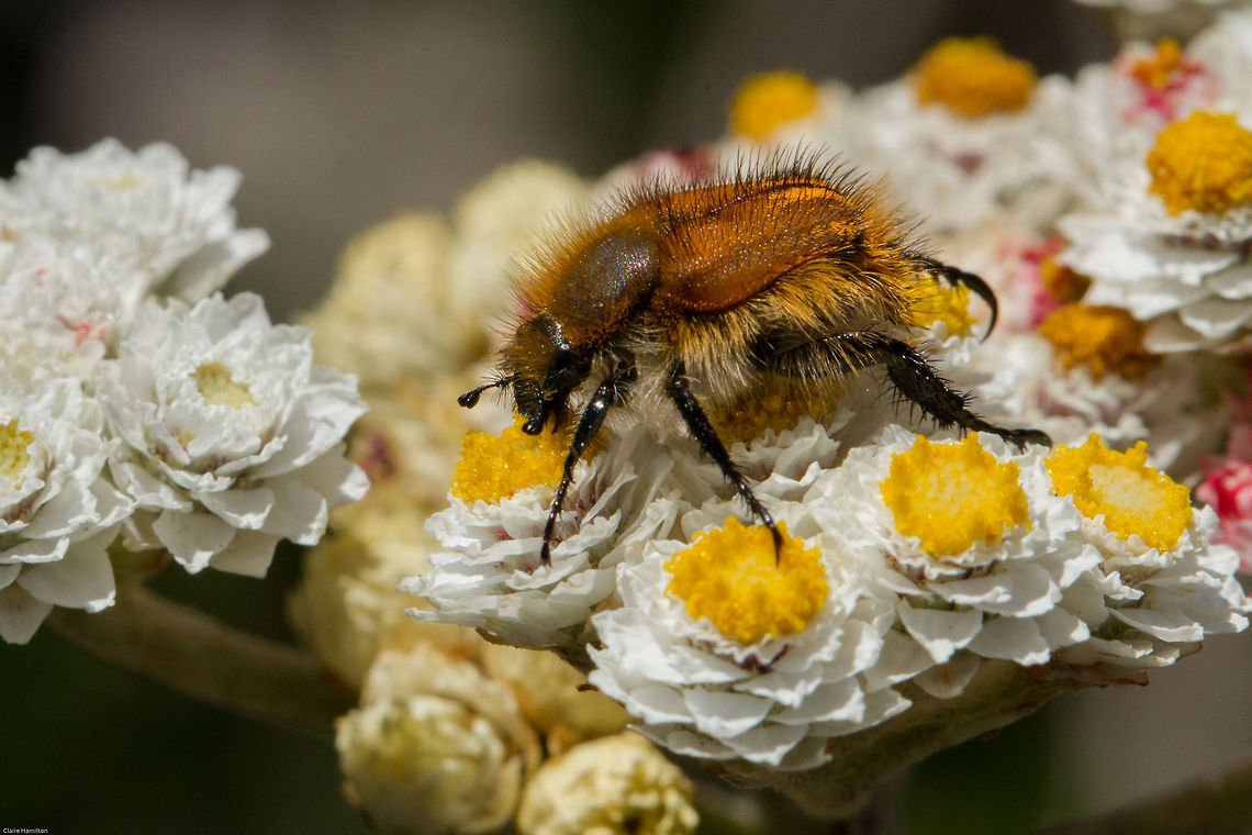 Monkey Beetle I'm afraid I have been unable to identify the exact species here, but here is an extract from the South African national Biodiversity Institute:<br />
South Africa is a centre of diversity for monkey beetles, with more than 65% of the world&rsquo;s monkey beetle species and 40% of the genera concentrated here. Currently, over 1 040 described species and 51 genera of monkey beetle are known from South Africa. Remarkably, almost half of the world&rsquo;s species are concentrated in the winter-rainfall region of South Africa, with the Fynbos and Succulent Karoo Biomes being hotspots of monkey beetle diversity, both in numbers of species and in the huge diversity of different shapes, sizes and colour forms. Monkey beetles pollinate many different plant species, especially daisy and bulb flowers.  Geotagged,Monkey beetles,South Africa,beetles,insects,south africa