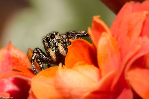 Little jumper This little one has become my friend, he lives on a plant in my garden and is totally not bothered about me sticking a camera in his face, in fact, I am sure he is posing!
 Geotagged,Heliophanus demonstrativus,South Africa,jumping spiders,salticidae,south africa,spiders