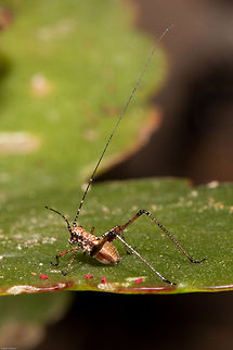 Katydid nymph I have yet to determine a species on this one. Only about 10mm but with antennae that go on forever (well, one of them).
Unfortunately this is no longer with us as the jumping spider ate him. Geotagged,South Africa,Spring,insects,katydids,nymphs,south africa