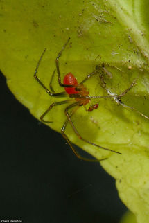 Red spider Still working on an ID on this one but I am not holding my breath!
3mm body, 10mm with legs approx. Underside of a leaf. Geotagged,Male,South Africa,Spring,Theridiidae,arachnids,spiders