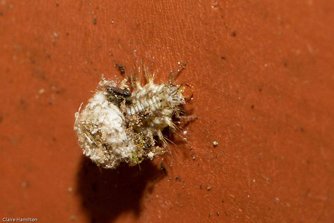 Lacewing larvae Order Neuroptera (of which the antlions are part). This little larva is the young of a lacewing (Fam Chrysopidae). They are ferocious predators of plant lice and when the prey is sucked dry, the husk is jammed on the hairs on the back of the larva, thereby giving another meaning to "wolf in sheep's clothes'!
How amazing is this!! Only about 5mm, thought it was just dirt, until it started moving! Camouflage,Chrysopidae,Geotagged,Neuroptera,Self-decoration,South Africa,Spring,insects,lacewings,larvae,south africa