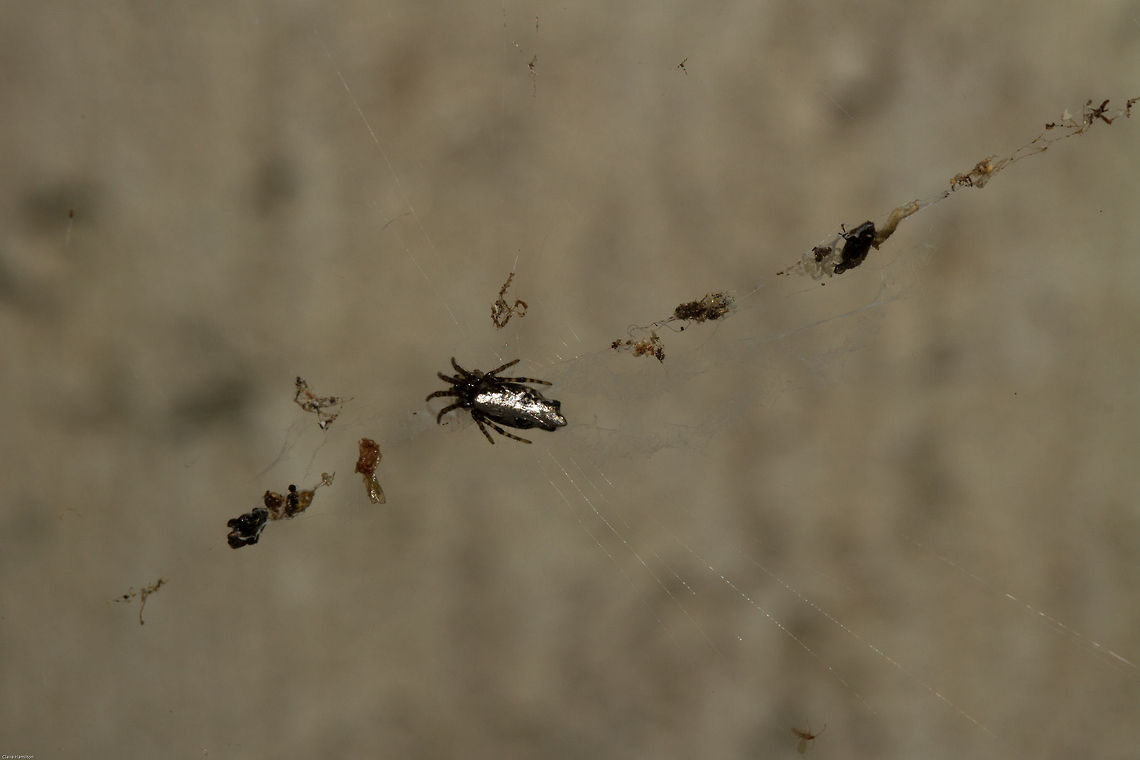 Garbage line spider - showing a full line of 'garbage'  Cyclosa insulana,Geotagged,South Africa,Spring,garbage line spiders,south africa,spiders