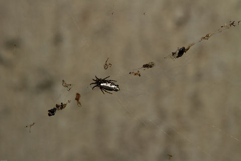 Garbage line spider - showing a full line of 'garbage'  Cyclosa insulana,Geotagged,South Africa,Spring,garbage line spiders,south africa,spiders