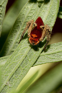 A spider...a very awesome spider! Oxyopes sp. Not possible to pinpoint a species due to its unusual colour unfortunately Geotagged,Oxyopes flavipalpis,South Africa,Spring,arachnids,oxyopes,spiders