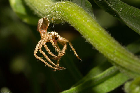 Its behind you! If you were afraid of spiders, seeing this may make you think that it was dead, but actually it has got bigger and shed its skin!
Looks like a boiled egg with its top off. Not sure what spider this is but quite possibly Oxypalis Geotagged,South Africa,Spring,molt,spiders