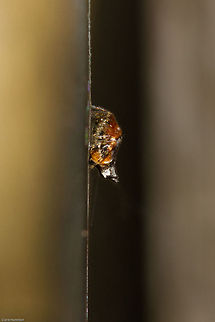 Little spider Still trying to identify. 3mm on a 15cm orb web, quite a little beauty Geotagged,South Africa,Spiders,Spring
