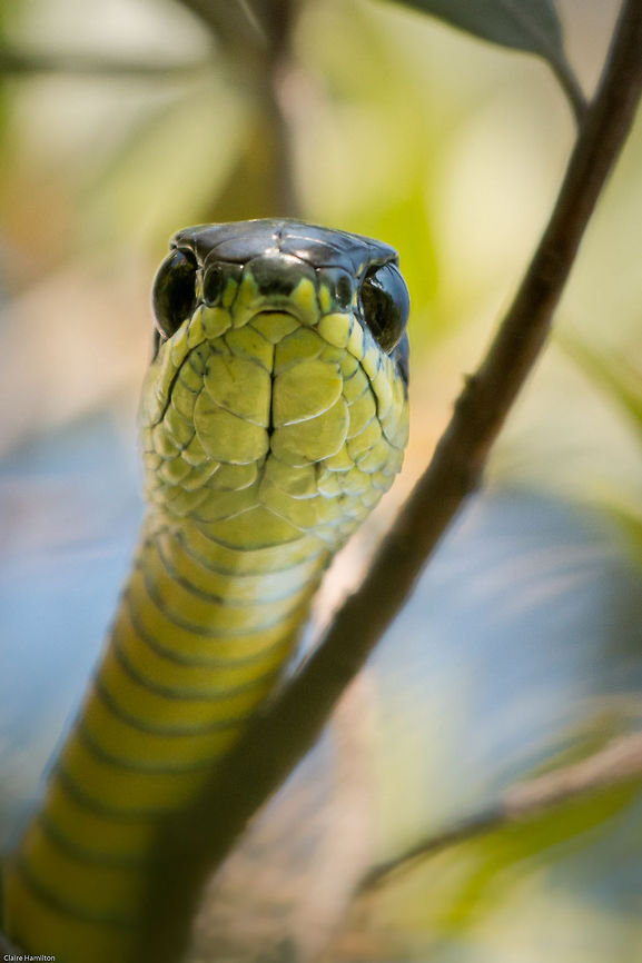 Looking at...me! Another view of the male boomslang in my garden. We also saw the female the next day but she slipped away so quickly. I have not seen either of them since, maybe my camera frightened them off. shame. Boomslang,Dispholidus typus,Geotagged,South Africa,Spring,reptiles,snakes,south africa