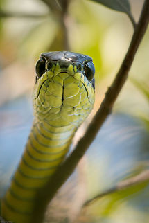 Looking at...me! Another view of the male boomslang in my garden. We also saw the female the next day but she slipped away so quickly. I have not seen either of them since, maybe my camera frightened them off. shame. Boomslang,Dispholidus typus,Geotagged,South Africa,Spring,reptiles,snakes,south africa