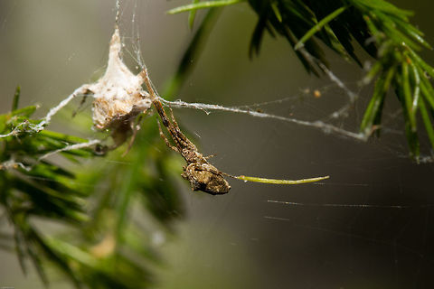 Feather-legged lace weaver Not in the garden centre...in my garden Garden center spider,Geotagged,South Africa,Spring,Uloborus plumipes,south africa,spiders