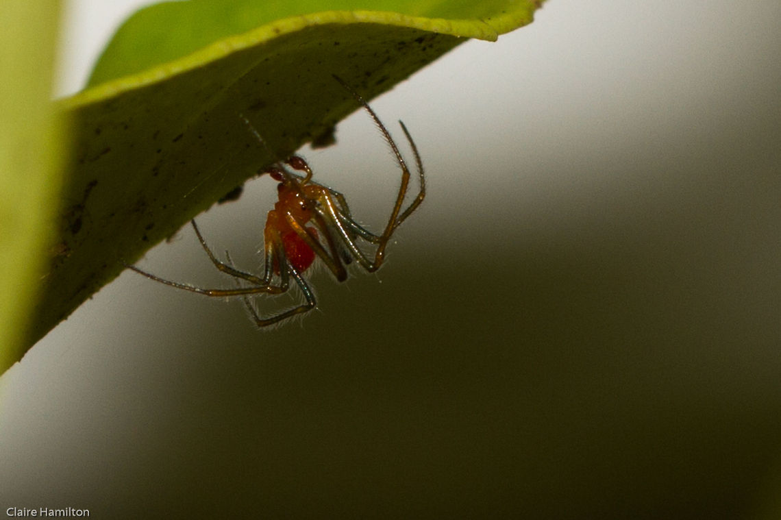 Little red and green spider Another view of Theridiidae sp.1 Geotagged,South Africa,Spring,Theridiidae,archnids,south africa,spiders