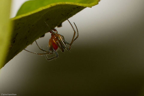 Little red and green spider Another view of Theridiidae sp.1 Geotagged,South Africa,Spring,Theridiidae,archnids,south africa,spiders