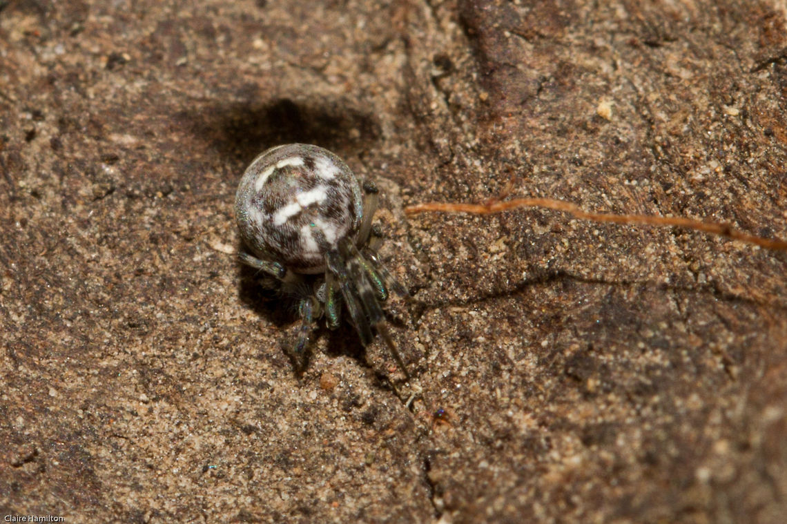 Araneidae of some sort Still awaiting a confirmed identification. This is another tiny spider, approx 5mm. Orb weaver Araneidae,Geotagged,South Africa,Spring,arachnids,orb web weavers,south africa,spiders