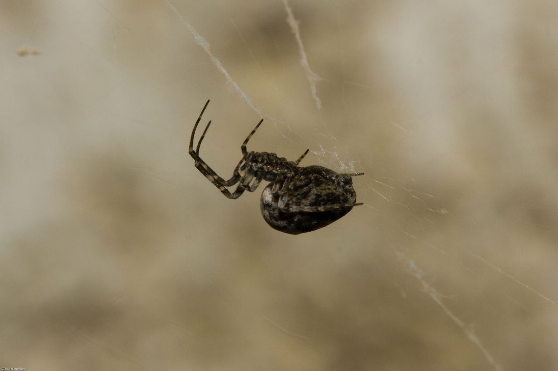 Araneidae of some sort side view Araneid, experts state either Neoscona, Araneus or Hyposinga. I cannot find an exact match for the markings on any of these so unless I get a confirmed species from Dr Dipenaar, then it will have to remain as it is...some kind of spider! Araneidae,Geotagged,South Africa,Spring,arachnids,araneids,spiders