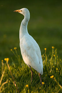 Cattle egret  Bubulcus ibis,Cattle Egret,Geotagged,South Africa,Spring,birds,south africa