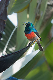 Greater double-collared sunbird Finally I got to see one! My garden is filled with Southern double-collard sunbirds, but a trip to a friends house and joy of joys, a Greater!
The difference between the two is that the Greater is somewhat large, has a heavier bill and a broader red stripe. Geotagged,South Africa,Spring,cinnyria afer,double-collared sunbirds,greater double-collared sunbird,south africa,sunbirds