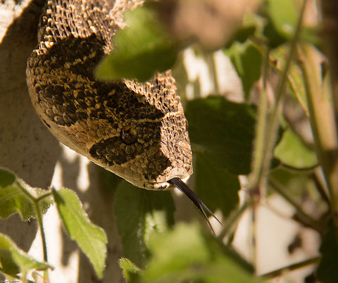 Big fat puffy This puff adder has taken up residence in a hole in the wall on our driveway. It is usually very shy, disappearing very quickly if it spots us. But this morning the birds alerted me and I had time to grab a camera and get this shot. The rest of it is down the hole. Bitis arietans,Geotagged,South Africa,Spring,adders,puff adder,reptiles,snakes,south africa