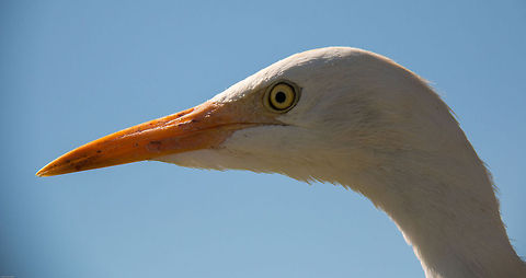 Egret, close up  Bubulcus ibis,Geotagged,South Africa,Spring,birds,egrets,ibises,south africa