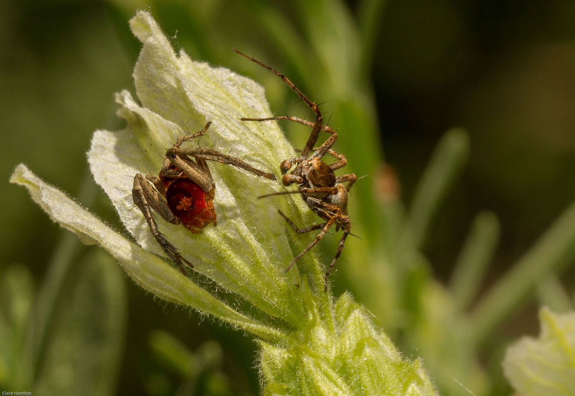 Spider fight! Two Grass Lynx spiders (Oxyopes) having a stand off.<br />
Its not possible to identify these spider to species level the experts say, but looking in my book I would hazard a guess at the red one on the left being O. flavipalpus and the other on the right being O. hoggi. Both are endemic to this area Geotagged,Oxyopes,Oxyopes flavipalpis,South Africa,Spring,arachnids,grass lynx spiders,lynx spiders,oxyopes hoggi,south africa,spiders