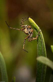 Grass Lynx spider (Oxyopes) This one is a male, I have discovered that if their palps are enlarged like a boxer, then it is a male.
This one was sulking after being rebuffed by the female red version Geotagged,Oxyopes,Oxyopes hoggi,South Africa,Spring,arachnids,grass lynx spiders,lynx spiders,south africa,spiders