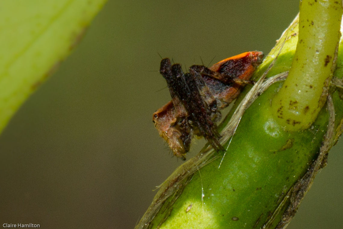 Grass Lynx spider (Oxyopes) Another colour version I found in the garden today Geotagged,Oxyopes,Oxyopes flavipalpis,South Africa,Spring,arachnids,grass lynx spiders,lynx spiders,spiders
