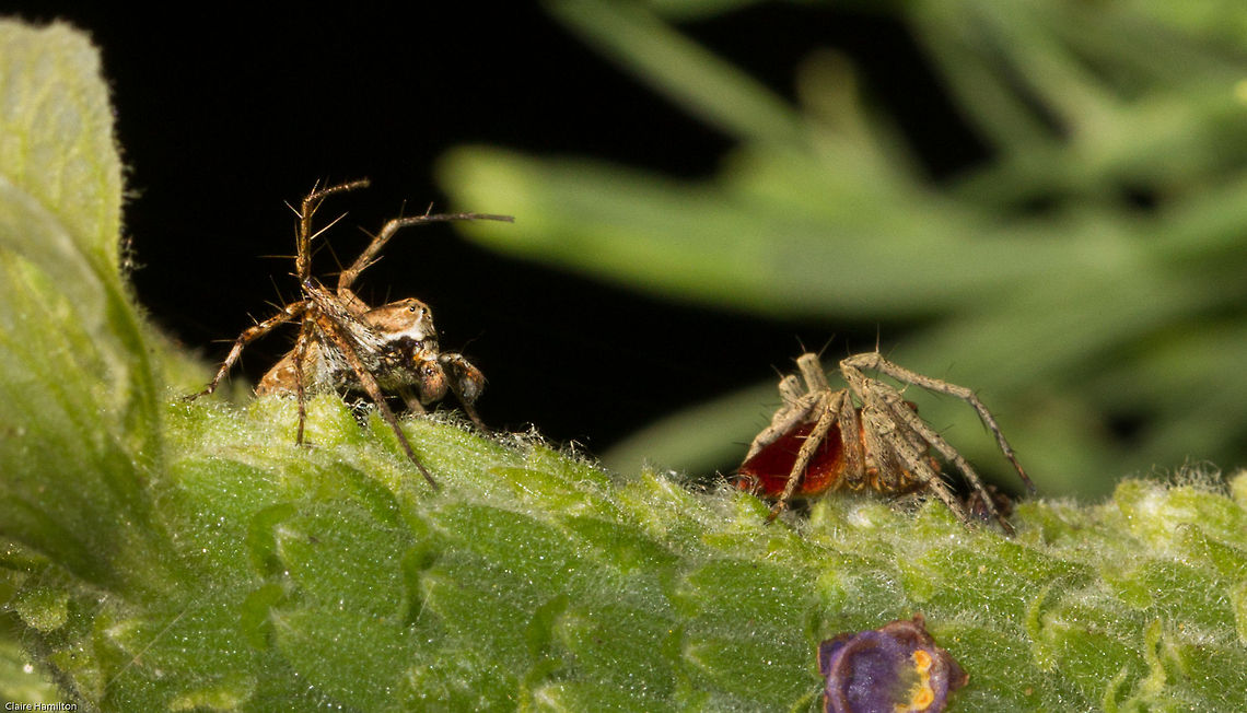 I'm coming to get you! Spooky spider creeping up on the other one Geotagged,Oxyopes,Oxyopes flavipalpis,South Africa,Spring,arachnids,grass lynx spiders,lynx spiders,oxyopes hoggi,south africa,spiders