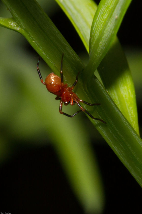 Red spider Another little red one found in my garden. probably family Theridiidae, but I haven't got it down to a genus yet Geotagged,South Africa,Spring,arachnids,cobweb spiders,comb-footed spiders,south africa,spiders,theridiidae